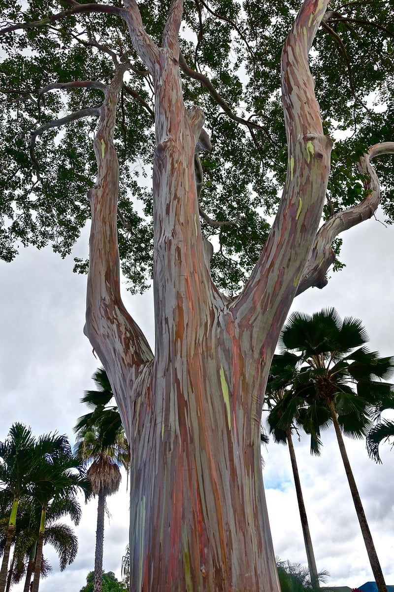 Rainbow Eucalyptus Tree